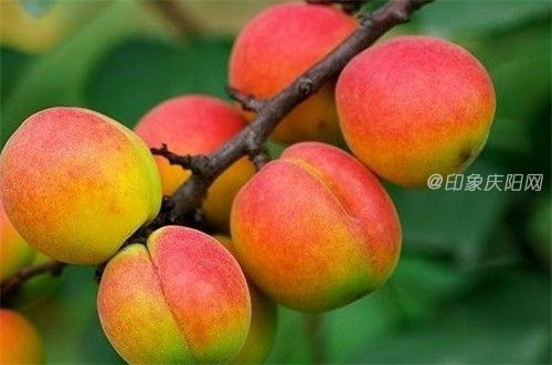 慶陽寧縣名優(yōu)特產：曹杏