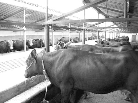 產(chǎn)業(yè)發(fā)展看平?jīng)觥捌經(jīng)黾t牛”墻內(nèi)開花墻外紅