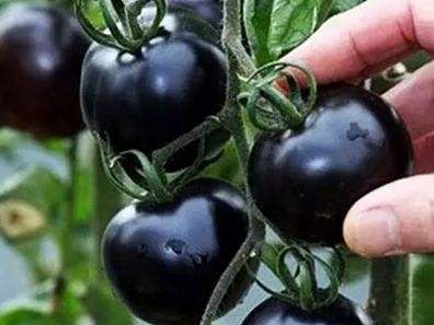 快看！蘭州新區(qū)高優(yōu)新特圣女果“黑羅漢”成熟待摘