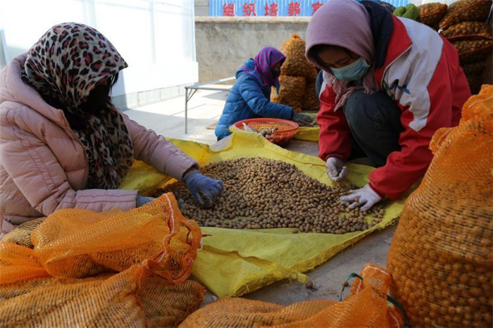 了不起！甘肅定西馬鈴薯良種出口7個國家