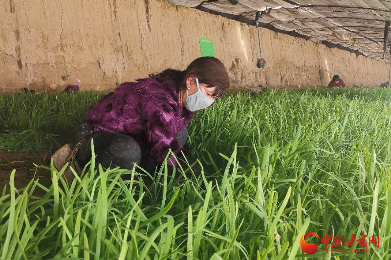 玉門(mén)赤金鎮(zhèn)：小韭菜種成“搖錢(qián)樹(shù)”