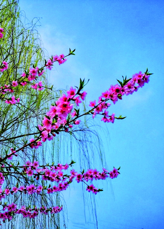 銅城桃花嫵媚綻放！君莫宅家辜負(fù)春光美景