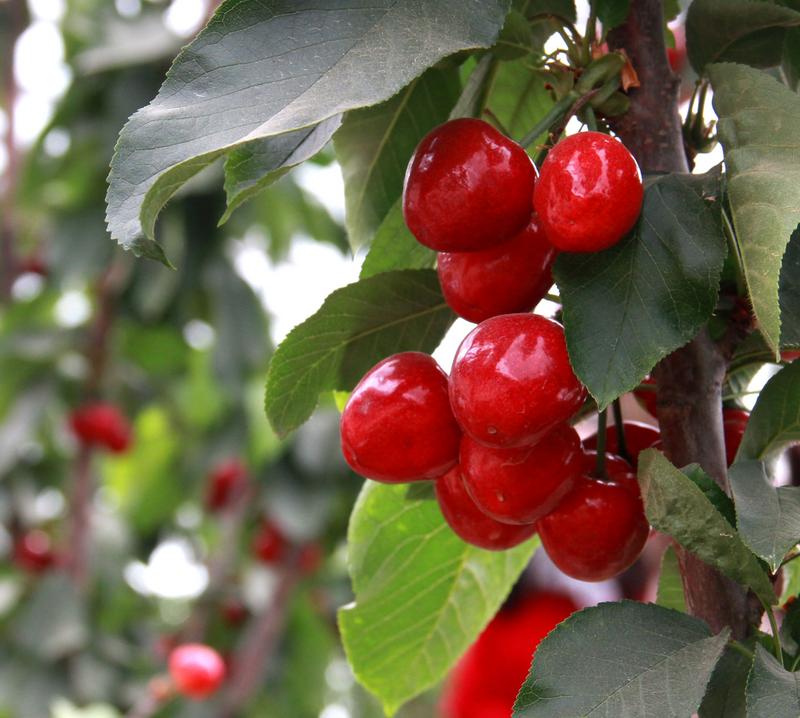 趕緊約起來(lái)！民勤紅旗谷櫻桃采摘園開園啦！