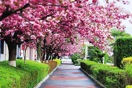 【印象隴原】去兩當(dāng)，與櫻花赴約