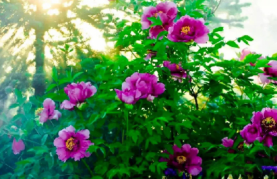 【“甘味”故事】“百花王”駕到！國色傾城正當時