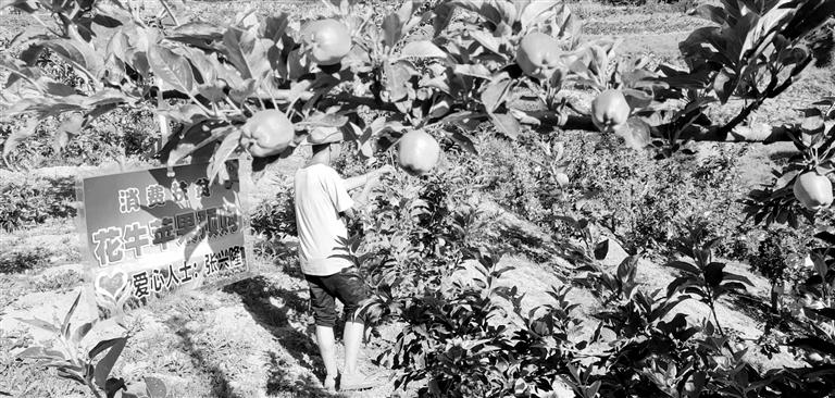 “于堡村果園”開張記——認(rèn)購“一棵樹”，結(jié)出“致富果”