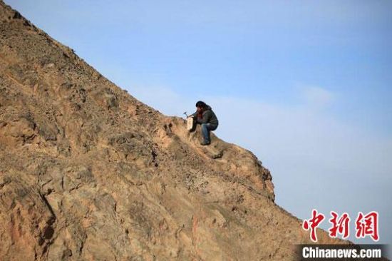 圖為敦煌“80后”畫家張杰龍?jiān)诙鼗腿Ｉ嚼锊杉V石顏料。(資料圖)受訪者供圖