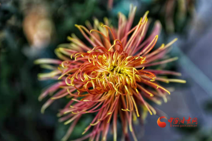 十五年，鍥而不舍終夢圓——寫在蘭州市入選全國文明城市之際