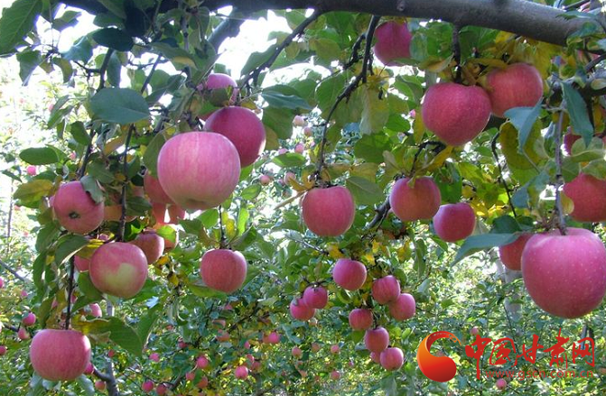 莊浪：聚力產(chǎn)業(yè)發(fā)展 促進農(nóng)業(yè)轉(zhuǎn)型升級