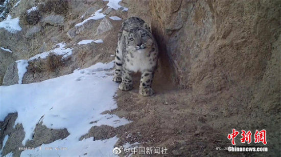 精靈漫步！甘肅阿克塞祁連山深處現(xiàn)雪豹身影