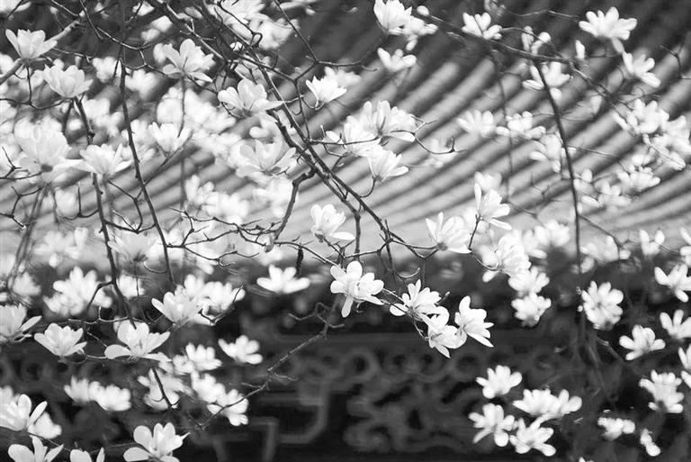 天水雙玉蘭堂，吟杜甫詩(shī) 煎泉水茶 賞白石書(shū)法