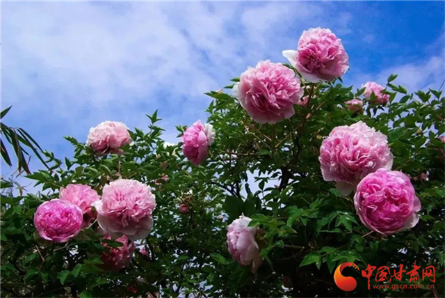 【五一游甘肅】暢游“臨洮縣紫斑牡丹文化旅游節(jié)”，這份攻略請(qǐng)收下！