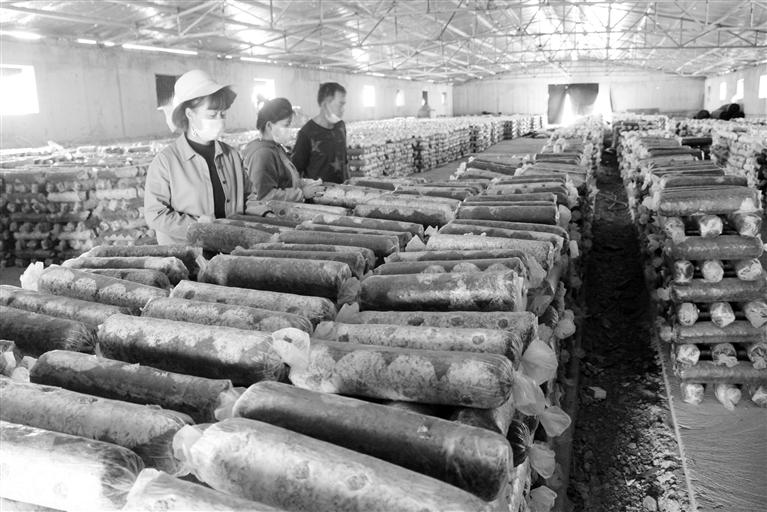 張掖：食用菌產業(yè)崛地而起