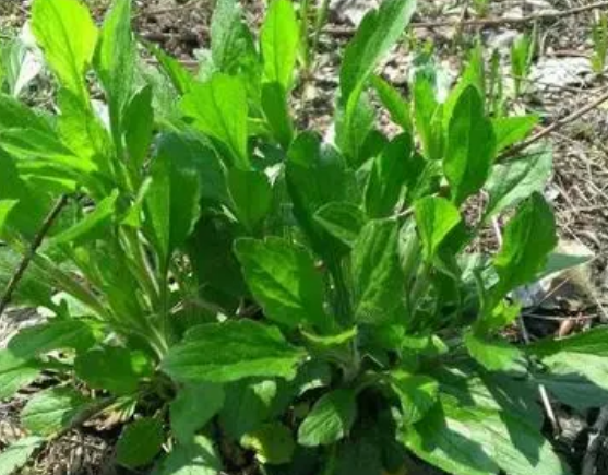 注意！路邊的野菜可不能亂采