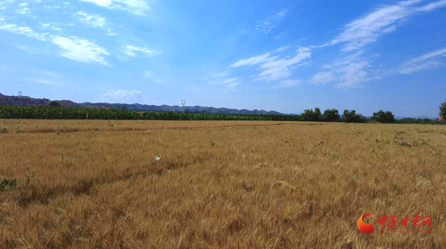 靖遠：“農機保姆”助力三夏生產(chǎn)
