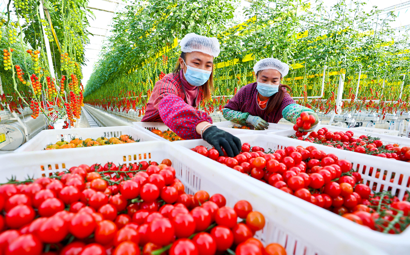 【隴拍客】甘肅張掖：隆冬時節(jié)戈壁農業(yè)果菜飄香
