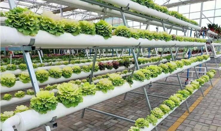 從“一畦田”到產業(yè)園——“現(xiàn)代絲路寒旱農業(yè)三年倍增行動”觀察之二