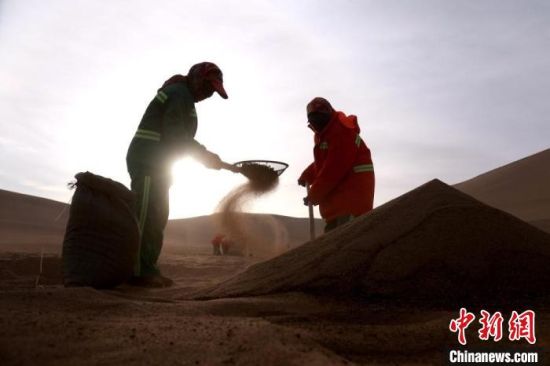 圖為“駱駝保姆”用土方法清理駝糞。　張曉亮 攝
