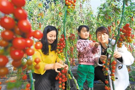 酒泉市肅州區(qū)東洞戈壁產(chǎn)業(yè)園里的圣女果、人參果陸續(xù)成熟上市