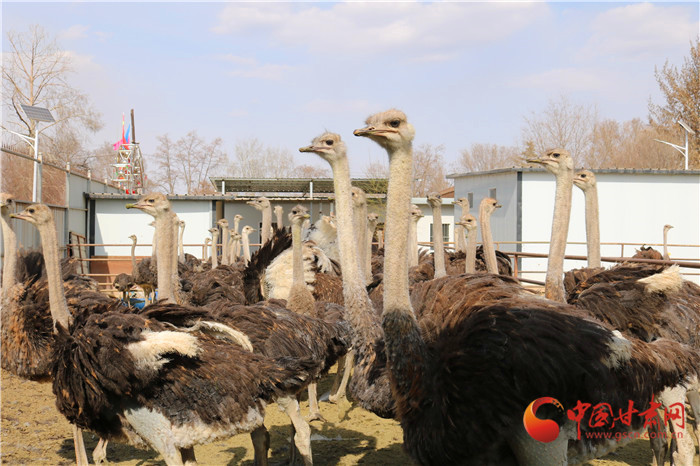 蘭州榆中：鴕鳥(niǎo)“馱”起致富夢(mèng) 特種養(yǎng)殖助振興