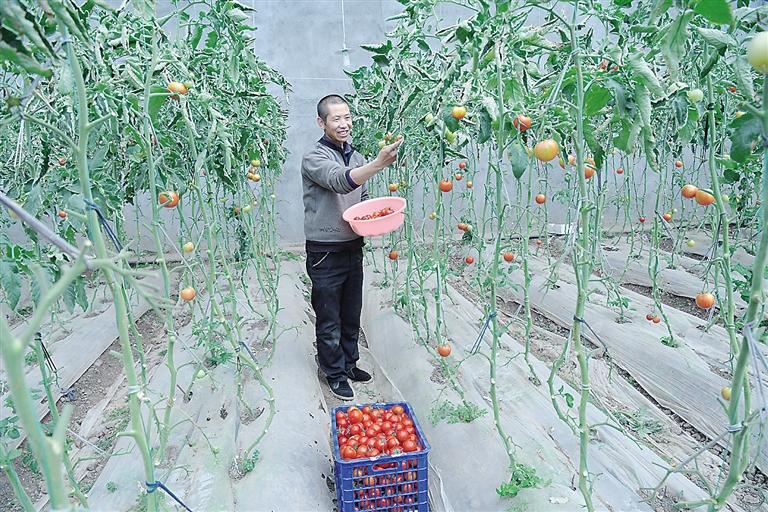 臨夏縣尹集、刁祁鎮(zhèn)易地扶貧搬遷后續(xù)產(chǎn)業(yè)園有日光溫室534座