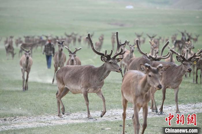 圖為肅南縣馬鹿養(yǎng)殖場(chǎng)內(nèi)的鹿群。　楊艷敏 攝