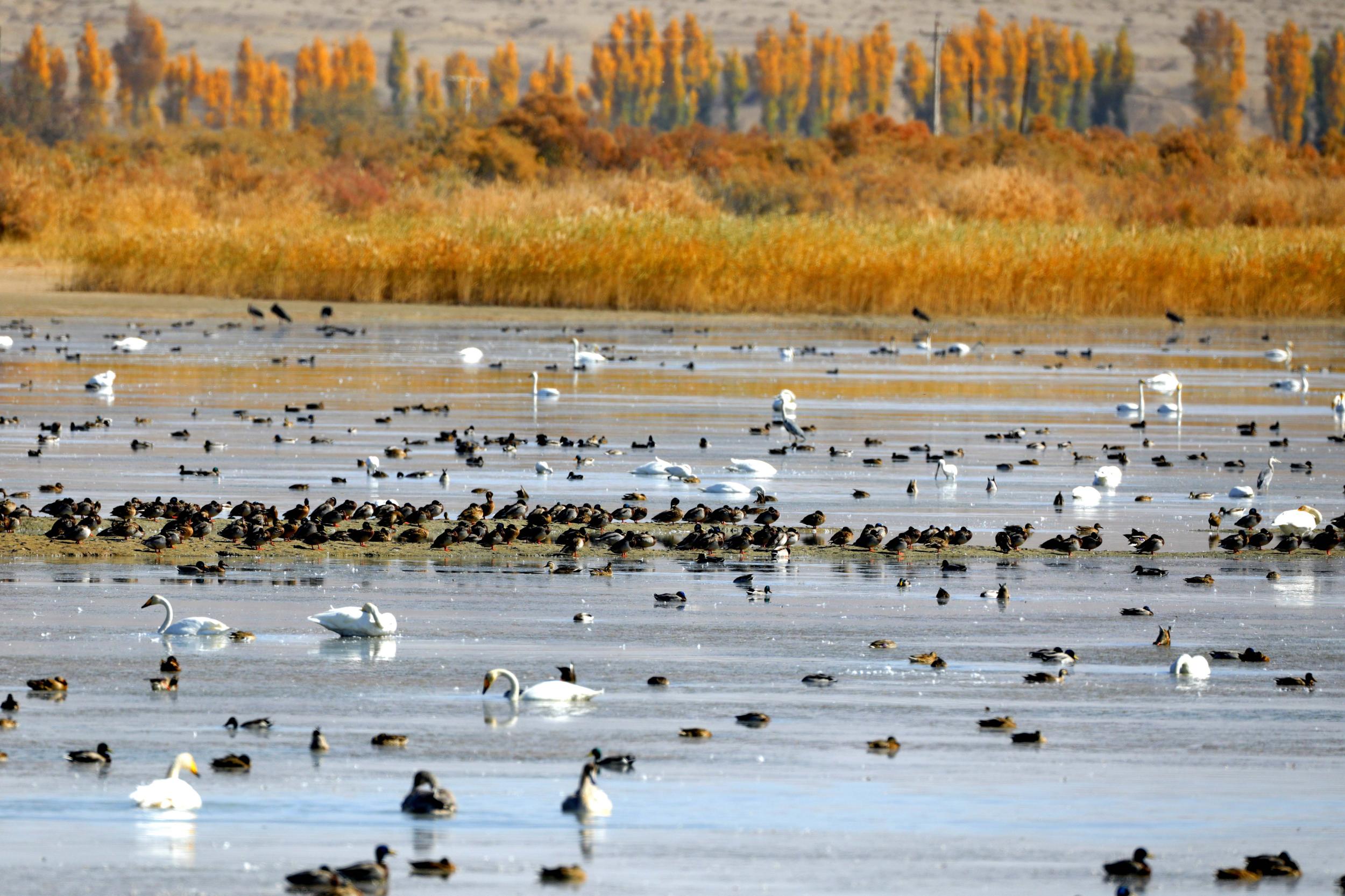 天鵝飛抵高臺縣黑河濕地嬉戲覓食、棲息越冬。尹昭霞攝