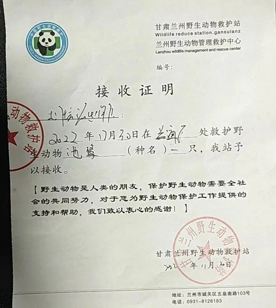 受到救助的池鷺被蘭州野生動物保護(hù)站接收。（蘭州市公安局七里河分局供圖）