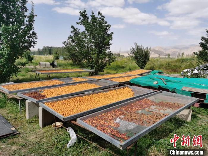 圖為肅北蒙古族自治縣的“李廣杏”。(資料圖) 受訪者供圖