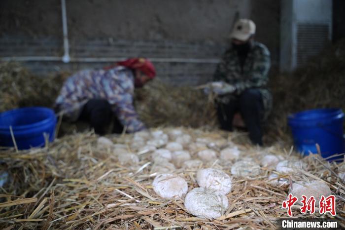 酒曲從曲坯入房培養(yǎng)到培養(yǎng)結(jié)束，整個(gè)培養(yǎng)周期控制在4至8天，曲坯的要求光滑，軟硬適宜，手按曲坯不松散，結(jié)實(shí)，薄厚一致。圖為5月10日，工作人員準(zhǔn)備將培養(yǎng)好的曲坯拿到外面晾曬。九美旦增　攝