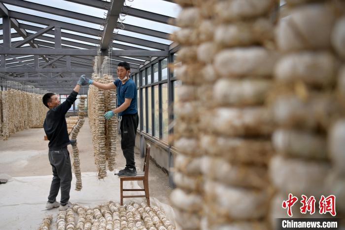 圖為5月10日，工作人員將用青稞面和青稞草等制成的曲坯用繩子串起來晾曬。九美旦增　攝