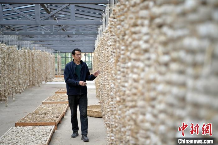 圖為5月10日，工作人員檢查晾曬的曲胚。九美旦增　攝