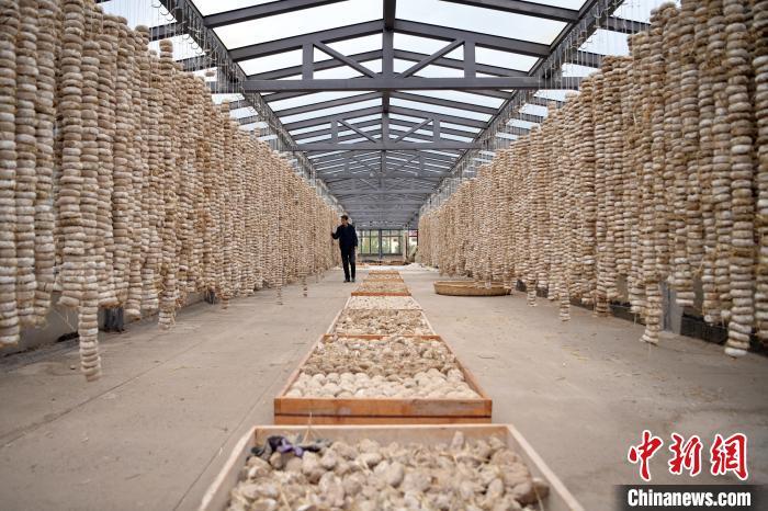 圖為5月10日，工作人員檢查晾曬的曲胚。九美旦增　攝