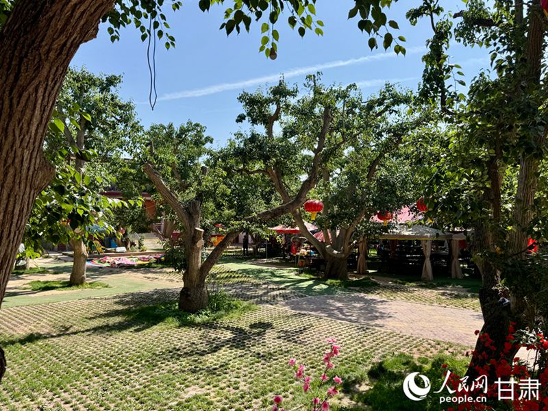 什川古梨園。人民網(wǎng)記者 焦隆攝