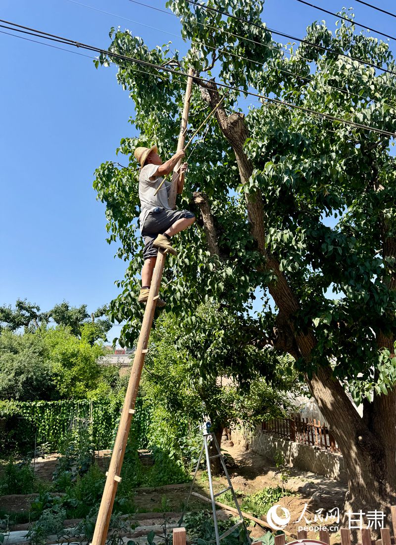什川古梨園果農(nóng)魏至玉正踩著蜈蚣梯修剪自家的百年梨樹。人民網(wǎng)記者 焦隆攝
