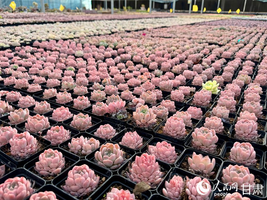 蘭州鑫源現(xiàn)代農(nóng)業(yè)休閑觀光旅游景區(qū)多肉大棚。人民網(wǎng)記者 焦隆攝