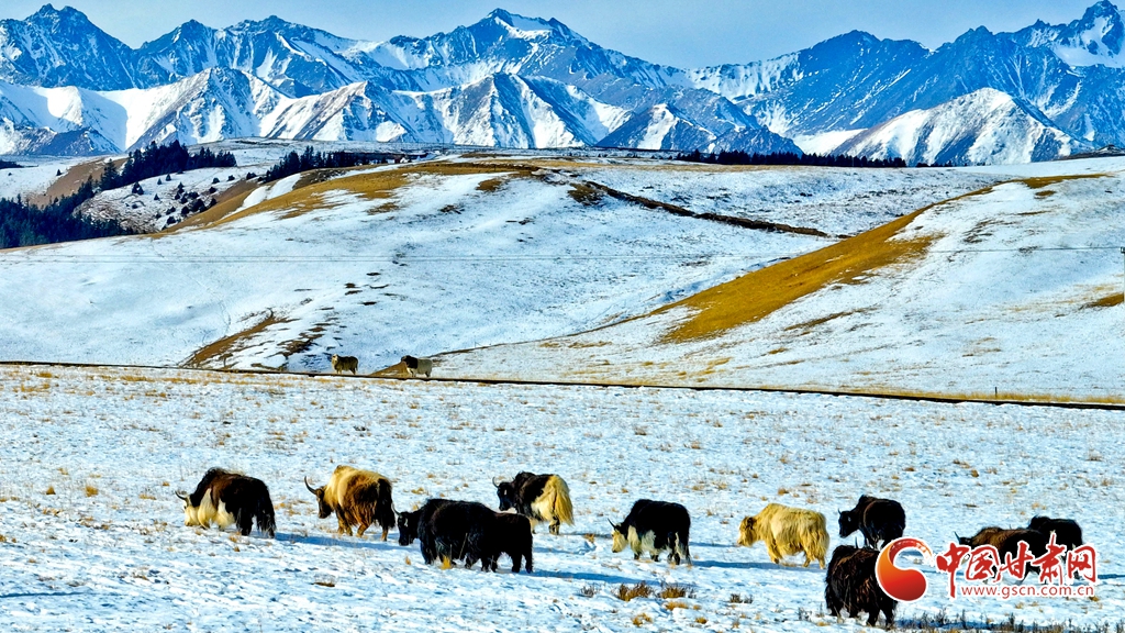 隴拍客丨肅南：雪后祁連山風(fēng)光如畫(huà)
