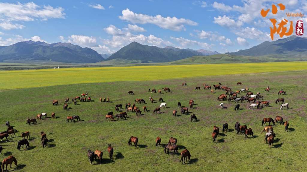 【小隴畫報(bào)·464期】隴原馬韻 踏風(fēng)千年